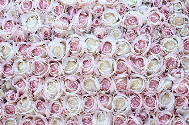 istock Pink and white roses with focus zoom. 499913706
