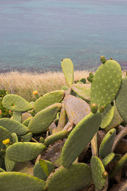 Sea and Prickly Pear Cactus. Opuntia ficus indica Flowers and fruits of Prickly Pear Cactus on the southern coast of Italy. The green blades of the prickly pear show the inflorescences of the fruits. In the background there is the Mediterranean sea and the blue sky. The scientific name of this tree, or cactus, is Opuntia ficus indica. fico d'india stock pictures, royalty-free photos & images