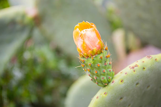 Orange flower and fruit of Prickly Pear Cactus. Close up. Orange flower and fruit of Prickly Pear Cactus on the southern coast of Italy. The green blades of the prickly pear show the inflorescences of the fruits. In the background there is the Mediterranean sea, the blue sky and the cliff: we are in Salento, Lecce, Italia. fico d'india stock pictures, royalty-free photos & images