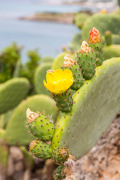 Flowers and fruits of Prickly Pear Cactus Flowers and fruits of Prickly Pear Cactus on the southern coast of Italy. The green blades of the prickly pear show the inflorescences of the fruits. In the background there is the Mediterranean sea and the blue sky. The scientific name of this tree, or cactus, is Opuntia ficus indica. fico d'india stock pictures, royalty-free photos & images