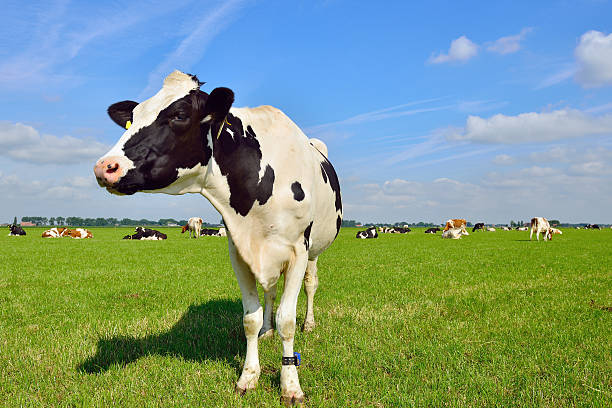 istock cattle of cows in green meadow 499914625