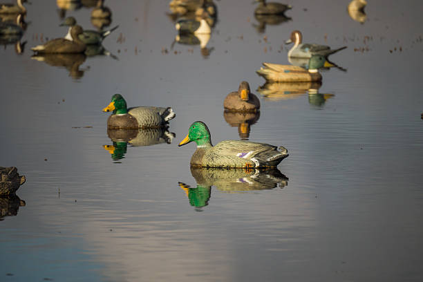 Duck decoys stock photo