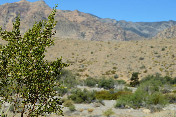 western vegetazione vita - heat haze illusion desert heat foto e immagini stock