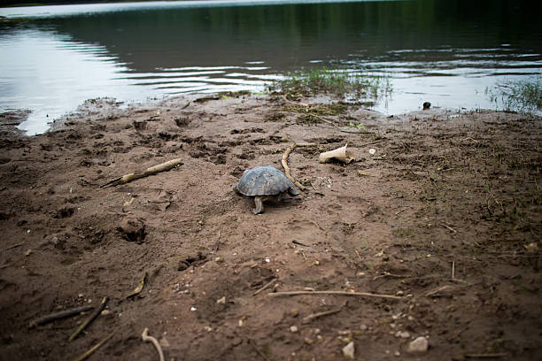 istock Thailand Turtle Island 499915051