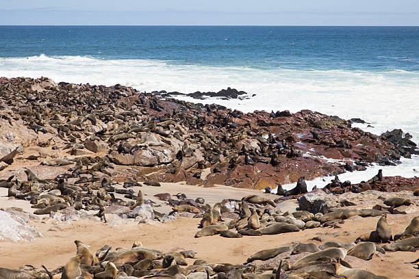 istock The seal colony of Cape Cross, Namibia 499921870