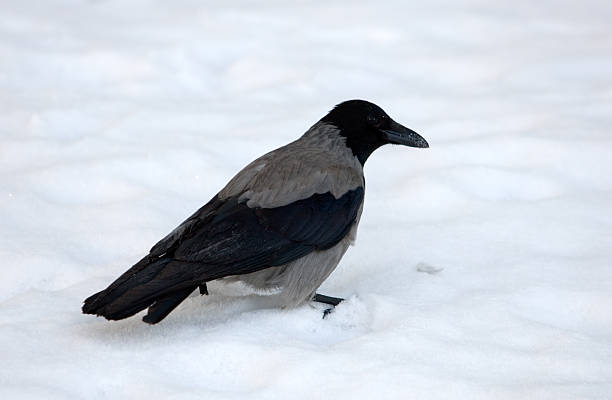 istock portrait of crow 499922476