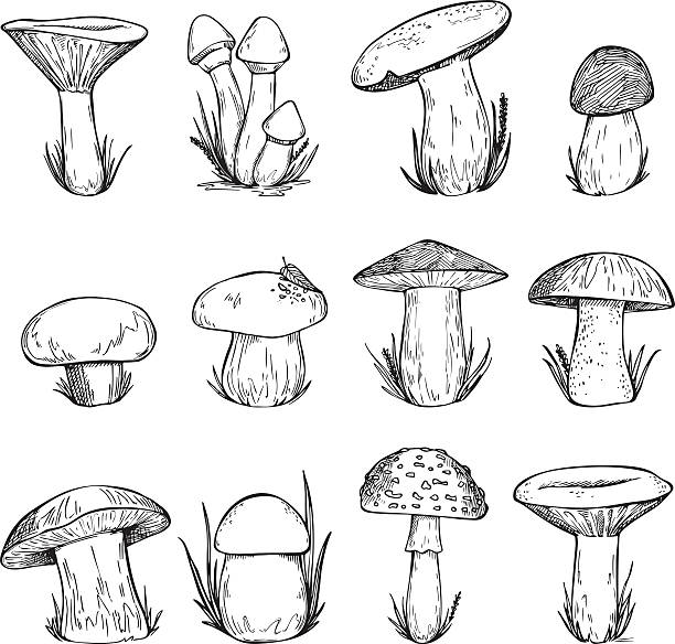 illustrations, cliparts, dessins animés et icônes de vecteur main dessinée illustration vintage de champignons. - chanterelle