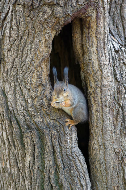 istock the squirrel sits in a hollow 499922830