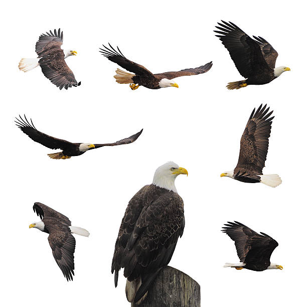 de águilas calvas. - eagles fotografías e imágenes de stock