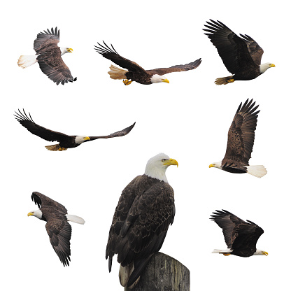 Bald eagles isolated on the white background.