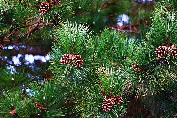 Pine Tree Background stock photo