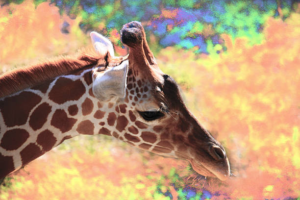 Giraffe Art stock photo