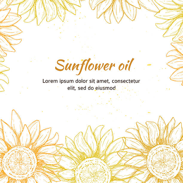 illustrations, cliparts, dessins animés et icônes de main dessinée illustration vectorielle-tournesols-plan. vintage - sunflower flower flower bed light