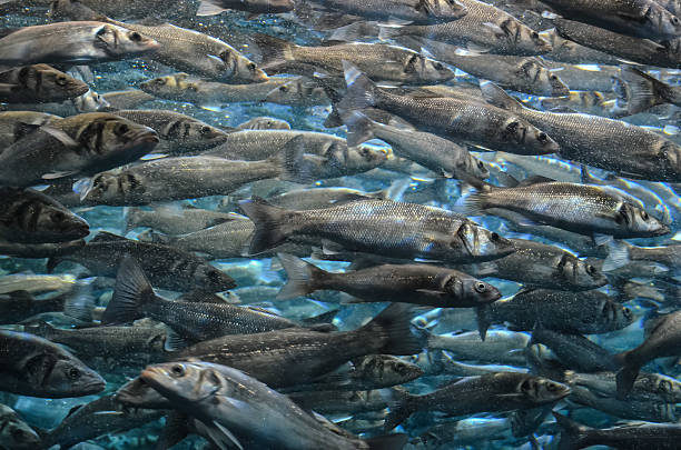 istock School of Silver Gray Fish 499924850