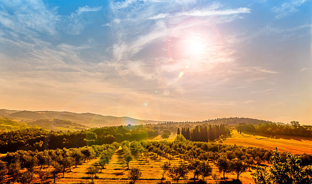 istock Olive field in Tuscany 499925168