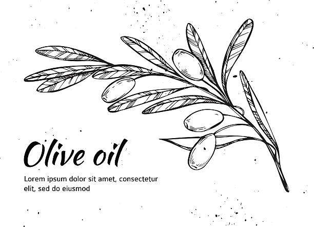 stockillustraties, clipart, cartoons en iconen met hand drawn vector illustration - olive branch. olive oil. vintage - olijfblad