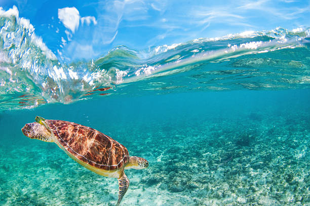 Sea Turtle Below the Surface Above/Below underwater shot of a free swimming sea turtle, Grand Cayman. cayman islands stock pictures, royalty-free photos & images