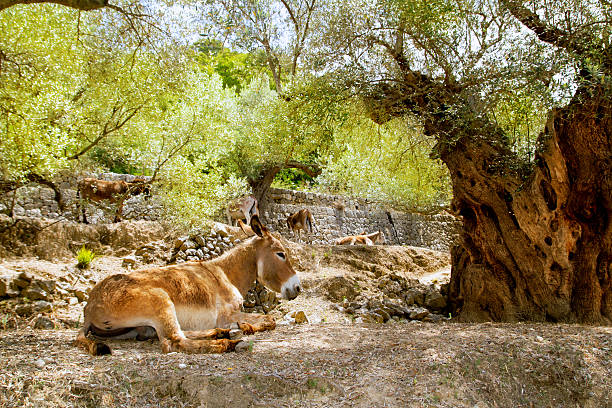 istock Donkey mule sitting in Mediterranean olive tree 499926398