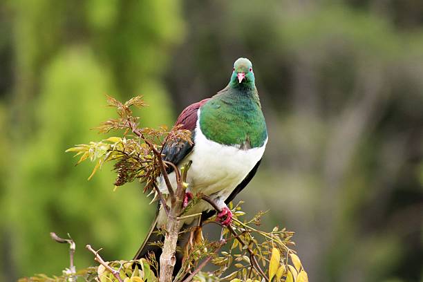 istock Wood pigeon looking at me 499927302