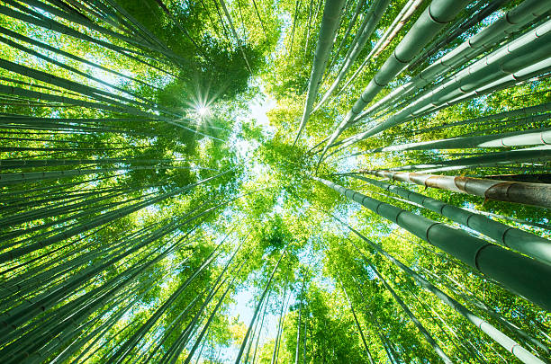istock Bamboo forest at kamakura japan 499927600