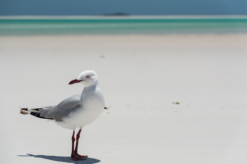 Seagull watching the photographer closely