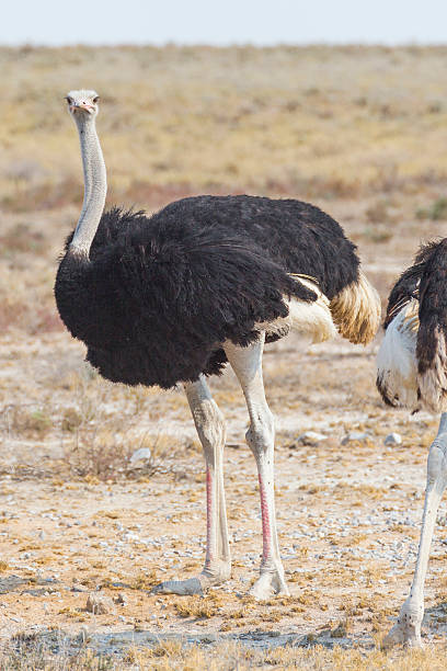 istock Ostrich in Etosha National Park, Namibia 499927976