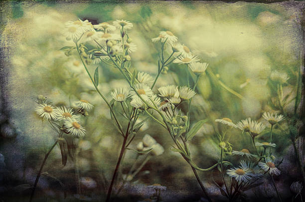 istock Digital art, paint effect, daisies flower, blur, grunge texture 499928440