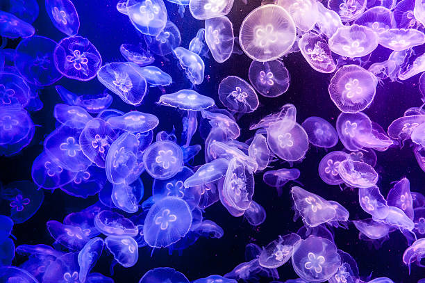 Gelée de poissons dans l'aquarium - Photo