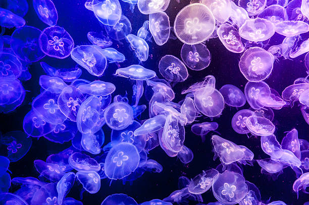 Jelly fish in aquarium stock photo