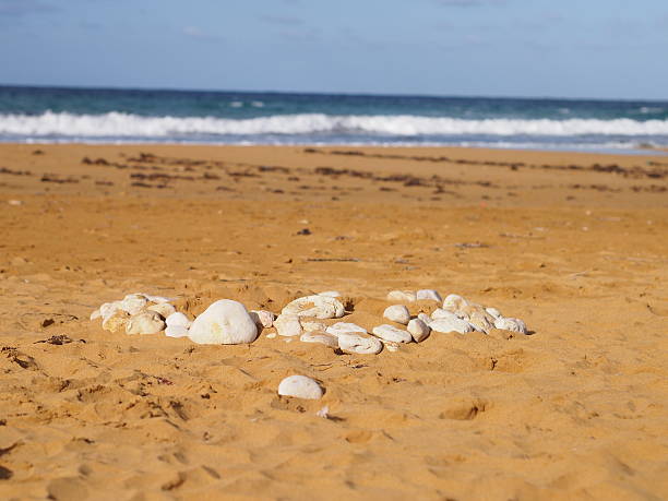 calhaus branco na praia - doremi imagens e fotografias de stock