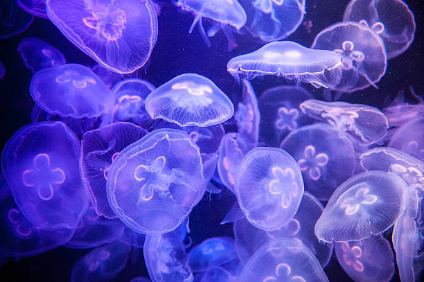 istock Jelly fish in aquarium 499929792