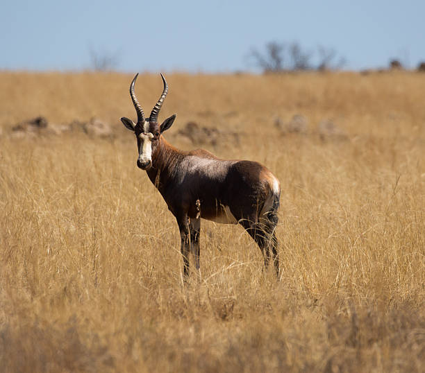 istock South Africa: Hartebeest near Krugersdorp 499929912