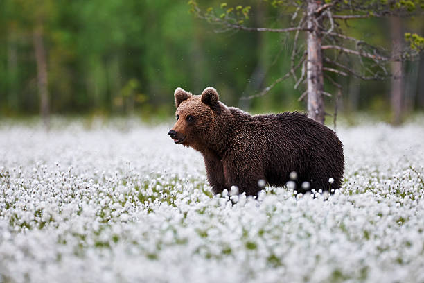 Brown bear between the cotton grass stock photo