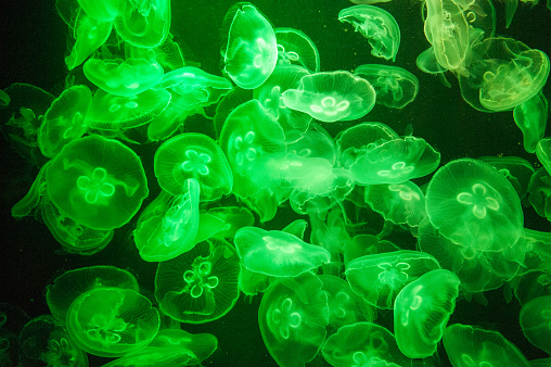 school of Jelly fish in aquarium with green light