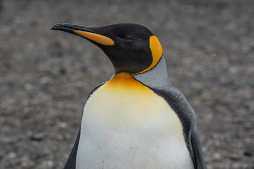 Close-up portrait of King Penguin