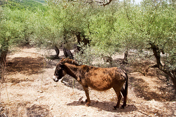 istock Donkey mule in s mediterranean olive tree field of Majorca 499930526