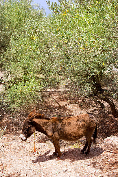 istock Donkey mule in s mediterranean olive tree field of Majorca 499930676