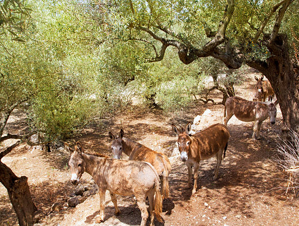 istock Donkey mule in s mediterranean olive tree field of Majorca 499930938