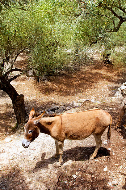 istock Donkey mule in s mediterranean olive tree field of Majorca 499931064