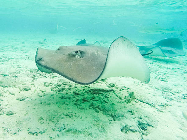 istock Tahiti French Polynesia 499932960