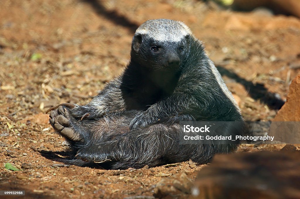 South Africa Honey Badger Stock Photo - Download Image Now - 2015, Africa, Horizontal - iStock South Africa Honey Badger Stock Photo - Download Image Now - 2015, Africa, Horizontal - iStock