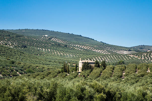 istock Olive trees reaching to horizon in Andalucia 499933212