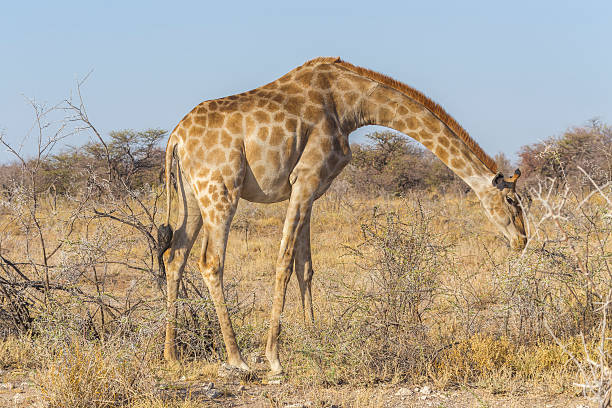 istock Giraffe in the Etosha N.P., Namibia 499933370
