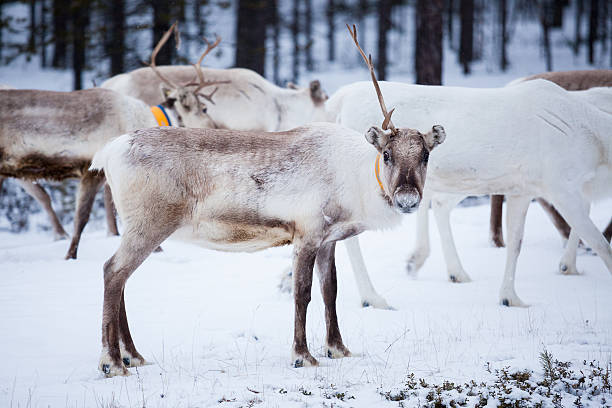 istock Reindeer flock in the wild at winter 499934010