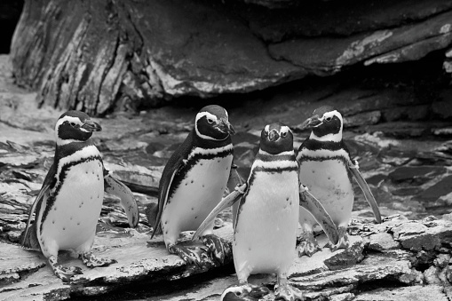Four Magellanic Penguins. Black and white edited