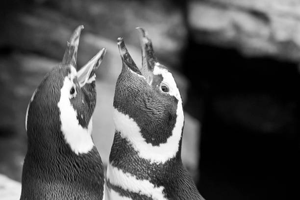 istock Couple of magellanic penguins shouting 499934282