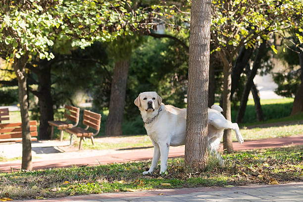 labrador peeing en un árbol en un parque. - orinar fotografías e imágenes de stock