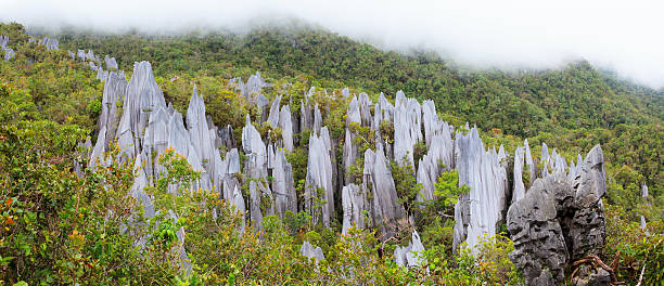 istock Limestone pinnacles at gunung mulu national park 499934586