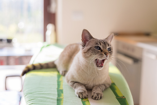 Yawning domestic cat with blue eyes and open mouth. Shot indoor in backlight with natural light. Very shallow depth of field, focused on the snout, front view.
