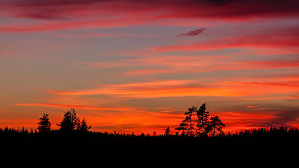 istock Tree silhouette and beautiful vibrant sunset clouds 499935968
